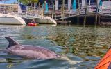 wildlife-on-shem-creek-01-809c85b5