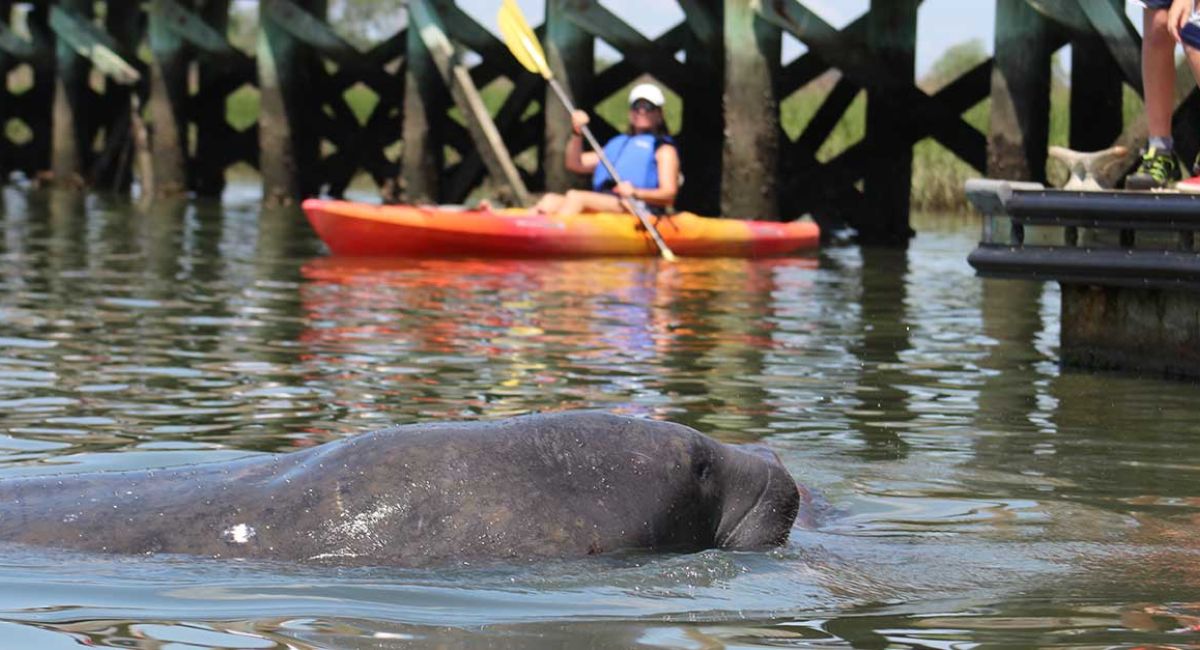 manatee-on-shem-creek-a0bb2551