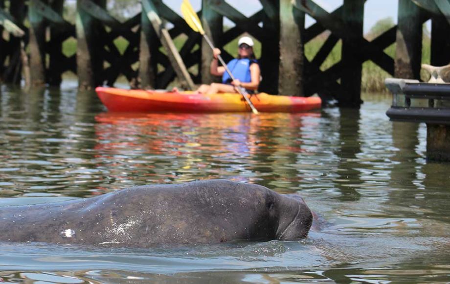 manatee-on-shem-creek-a0cac613