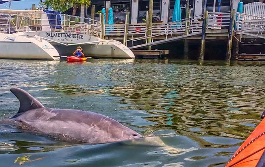 wildlife-on-shem-creek-01-a33ab548