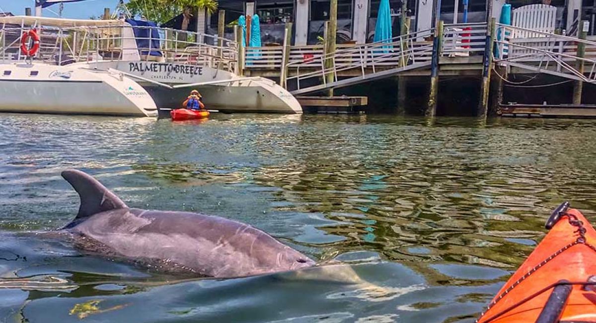 wildlife-on-shem-creek-01-eb0683ca